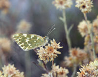 photo of a bath white amongst the flowers