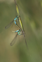 photo of mating blue damsels