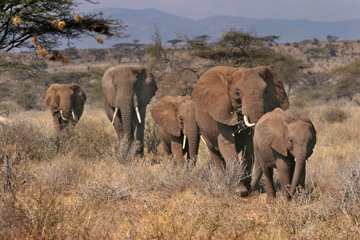 family of elephants