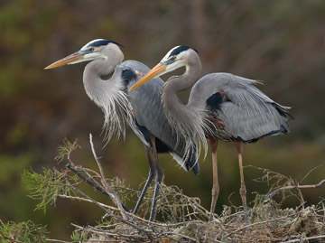 two great blue herons on the nest