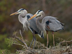 great blue herons on the nest