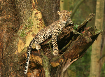 leopard in a tree