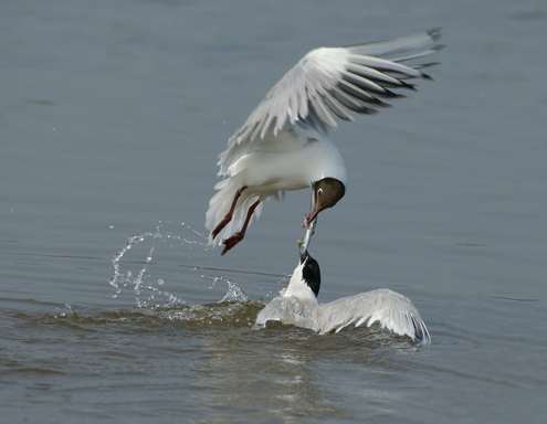 two seabirds fighting for food