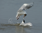 pic of two seabirds fighting