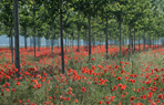 Italian Poppies, winner of Norma Bateman Rosebowl