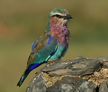 lilac breasted roller bird